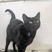 Photo of 🐈‍⬛ Freddie 7412 🐈‍⬛