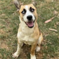 Photo of Roo