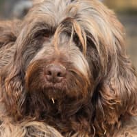 Photo of Coco