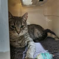 Photo of Silver