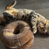 Photo of Pumpkin