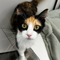 Photo of Kitty Galore