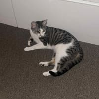 Photo of Callie