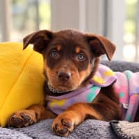 Photo of Molly