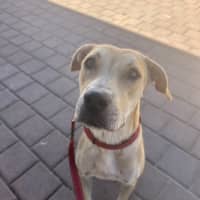 Photo of Luna (Lady)