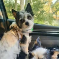 Photo of Scruffy And Bozzi