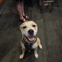 Photo of Hugo   4 Year Old Staffy X