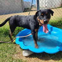 Photo of Diesel (65134)