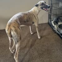 Photo of Whiskey