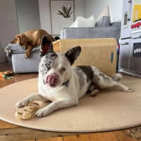 Photo of Piglet ~ French Bull Dog X Cattle Dog