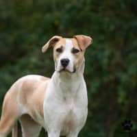 Photo of Shylo