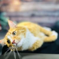 Photo of Thelonious   Located In Fitzroy 