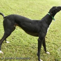 Photo of Jake (Forner's Reign)