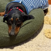 Photo of Harley   4 Year Old Dachshund