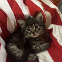 Photo of Luna (Lj) 