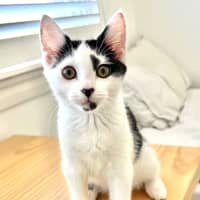 Photo of Pebbles 