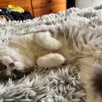 Photo of Oaken 😻 *9 Lives Project Rescue*