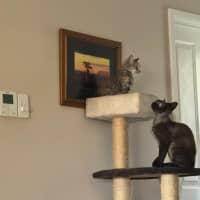 Photo of Rumor