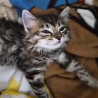 Photo of Taffy