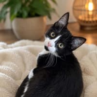 Photo of Moggle