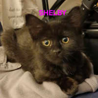 Photo of Shelby