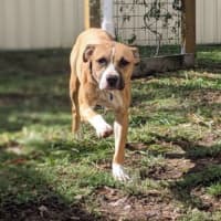 Photo of Tyke