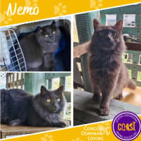 Photo of Nemo