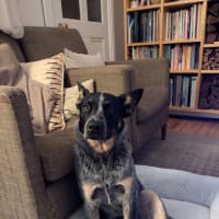 Photo of Snowy