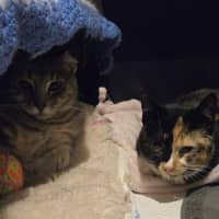 Photo of Tinkerbell & Sweet Chili