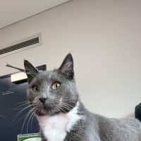 Photo of Rune