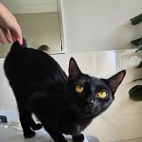 Photo of Chloe 🐈‍⬛💛🐾