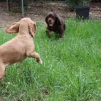 Photo of Dusty & Misty