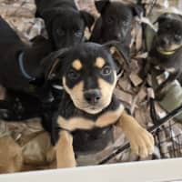 Photo of Gonzo The Great