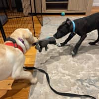 Photo of Socks   3 Month Old Bull Arab X Kelpie