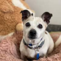 Photo of Pixie