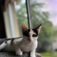 Photo of Calico   Trixie