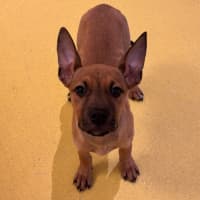 Photo of Sharni Imp 1124