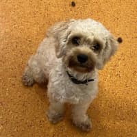 Photo of Teddy