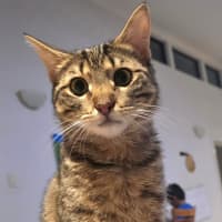 Photo of Chilli
