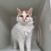 Photo of Pancake