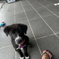 Photo of Piper