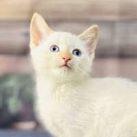 Photo of Snippa   Meet Me At Vets On Parker