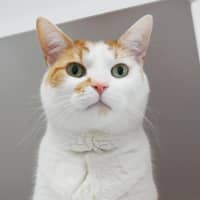 Photo of Gingy Sua014345