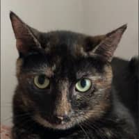 Photo of Pixie