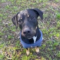 Photo of Maverick