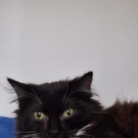 Photo of Odysseus