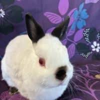 Photo of Tiantian (Bonded To Happy)