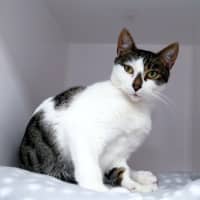 Photo of Freckles Sta014877