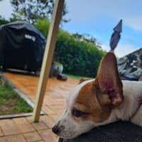 Photo of Sassi   10 Week Old Jack Russell X Fox Terrier