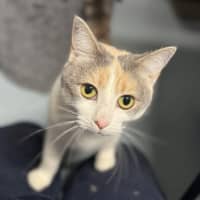 Photo of Cinnamon